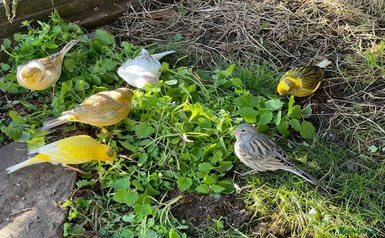 Canaries birds Fife Canaries and zebra finches for sale - Advert 12