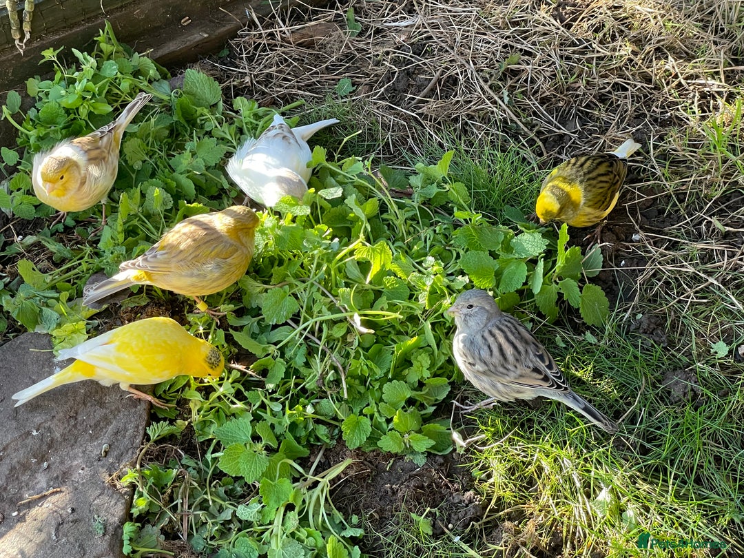 Canaries birds for sale: Fife Canaries and zebra finches for sale - Advert 1