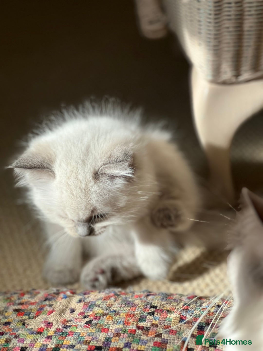 Ragdoll cats for sale:  Beautiful Blue colour point Ragdoll kittens   - Image 12
