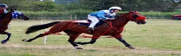 American Standardbred horses for sale: Harry, ride and drive - Advert 4