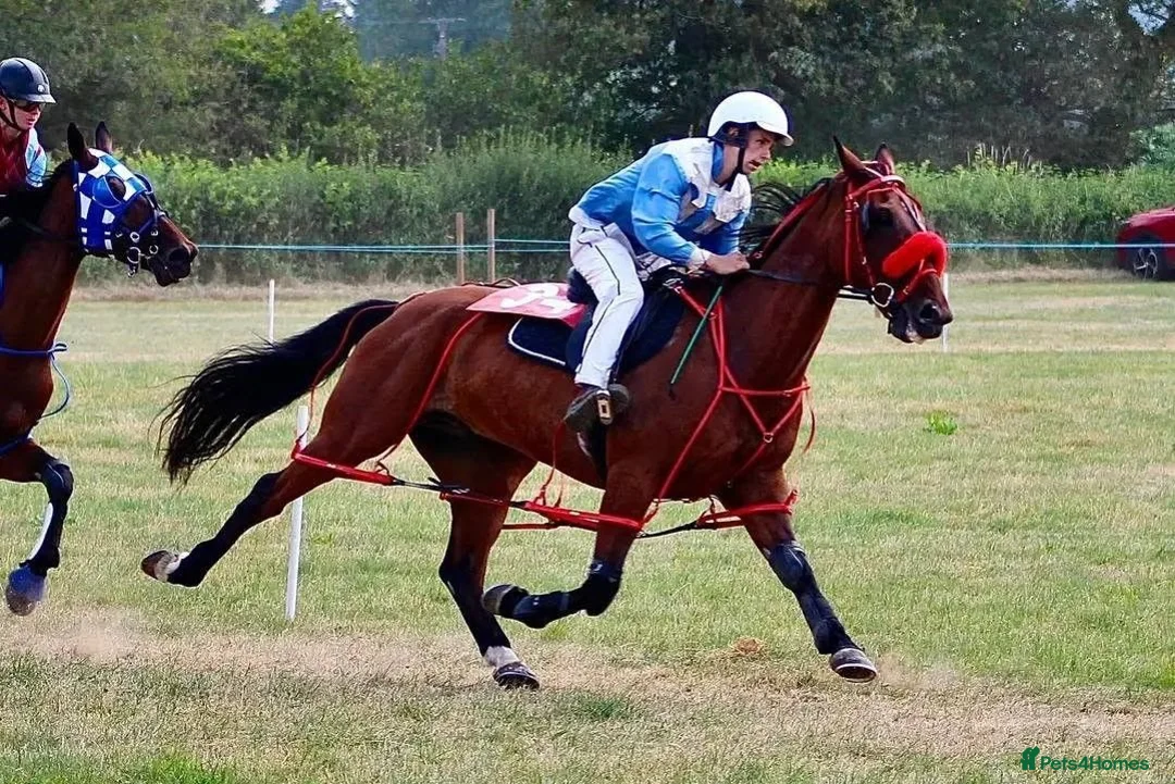 American Standardbred horses for sale: Harry, ride and drive - Advert 4