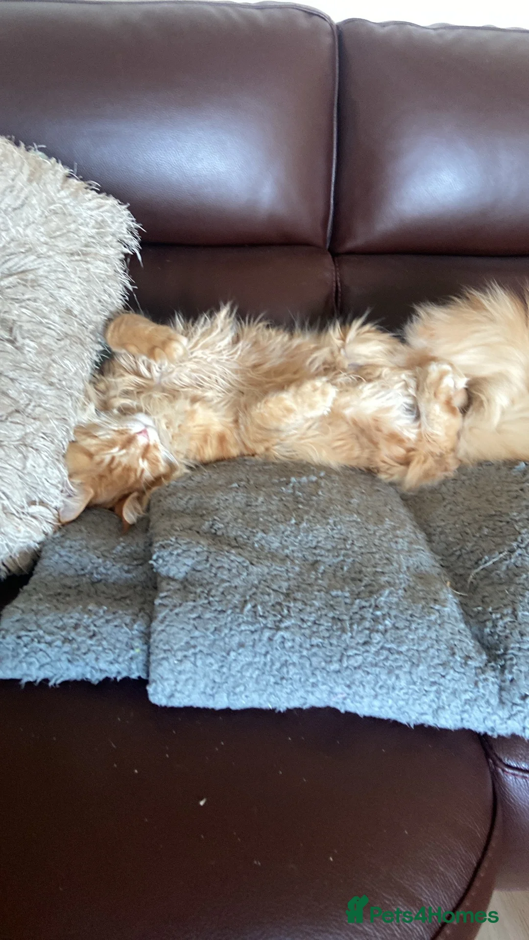 Maine Coon cats for sale: GCCF registered Dog 🐶 Friendly  - Advert 8