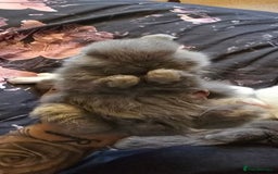 Mini Lop rabbits for sale: Stunning baby lops!  in Stone - Image 16