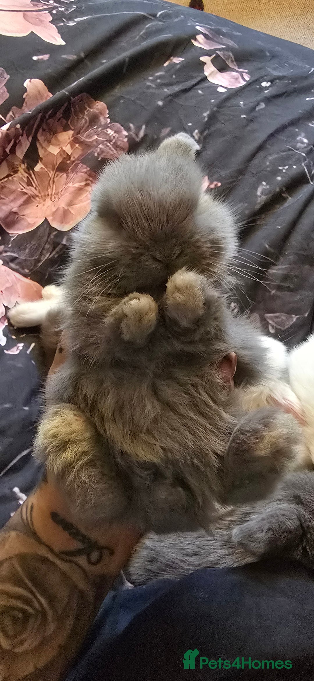 Mini Lop rabbits for sale: Stunning baby lops!  in Stone - Image 16