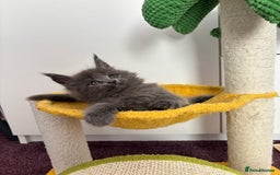 Maine Coon cats for sale: ✨7 Pure Bred Maine Coon Kittens✨ - Image 24