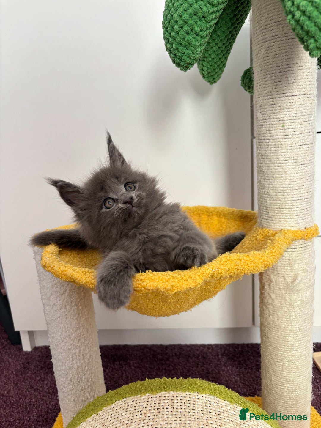 Maine Coon cats for sale: ✨7 Pure Bred Maine Coon Kittens✨ - Image 24