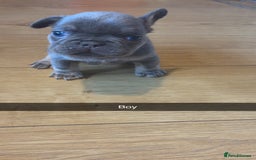 French Bulldog dogs for sale:  frenchies puppies  - Image 16