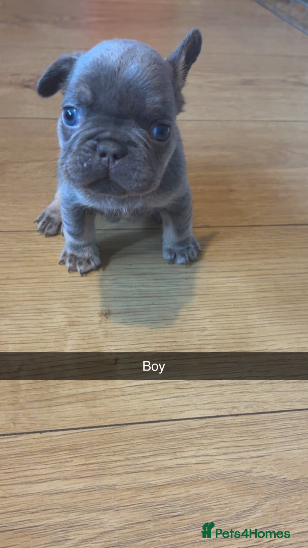 French Bulldog dogs for sale:  frenchies puppies  - Image 16