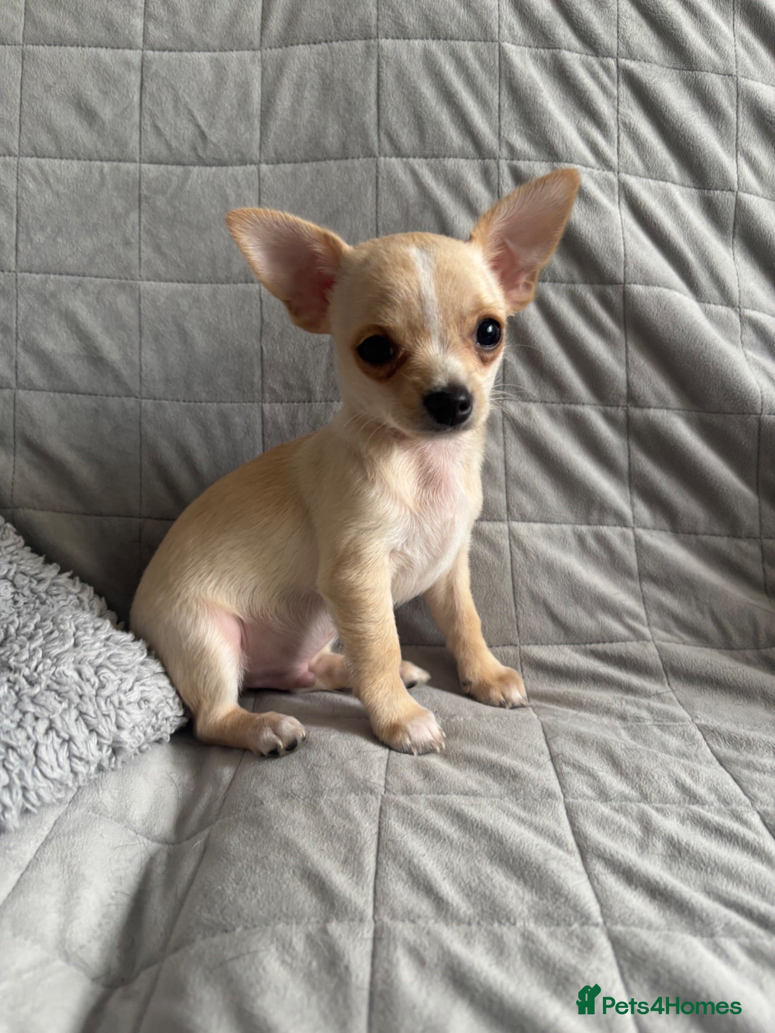 Chihuahua dogs Gorgeous Chihuahua Puppy Boy - Advert 16