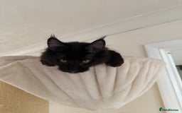 Maine Coon cats for sale: Pedigree ”TICA”  the last kitten left❣️ - Image 12