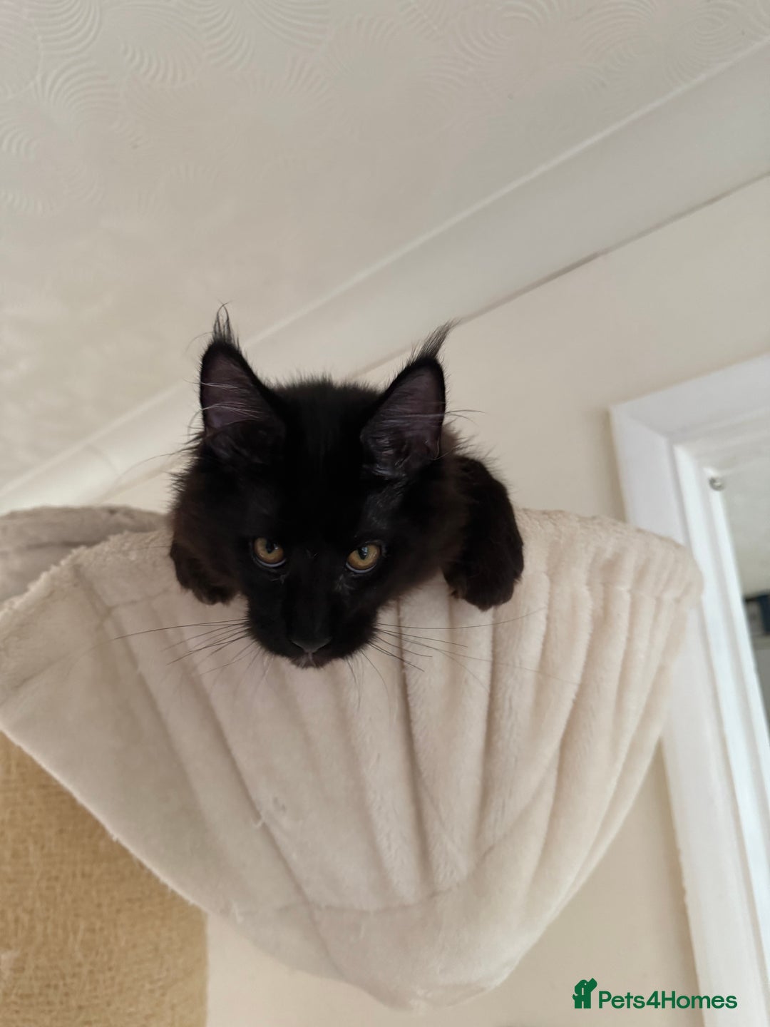 Maine Coon cats for sale: Pedigree ”TICA”  the last kitten left❣️ - Image 12