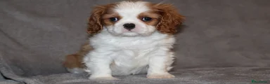 Cavalier King Charles Spaniel Puppy 1