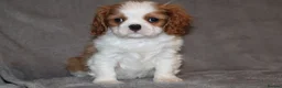 Cavalier King Charles Spaniel dogs for sale: Heart and health tested, KC registered. - Advert 10
