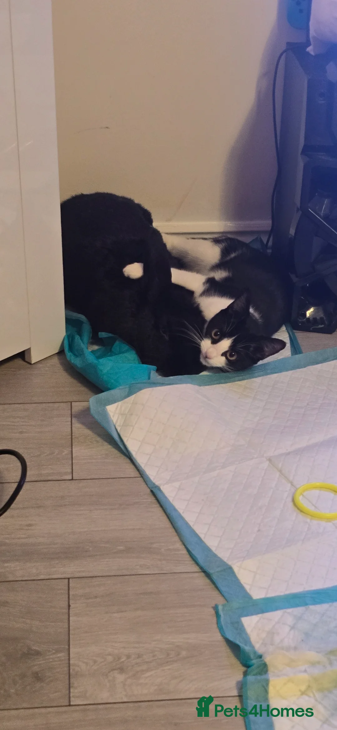 Flemish rabbits for sale: Flemish in Telford - Advert 2