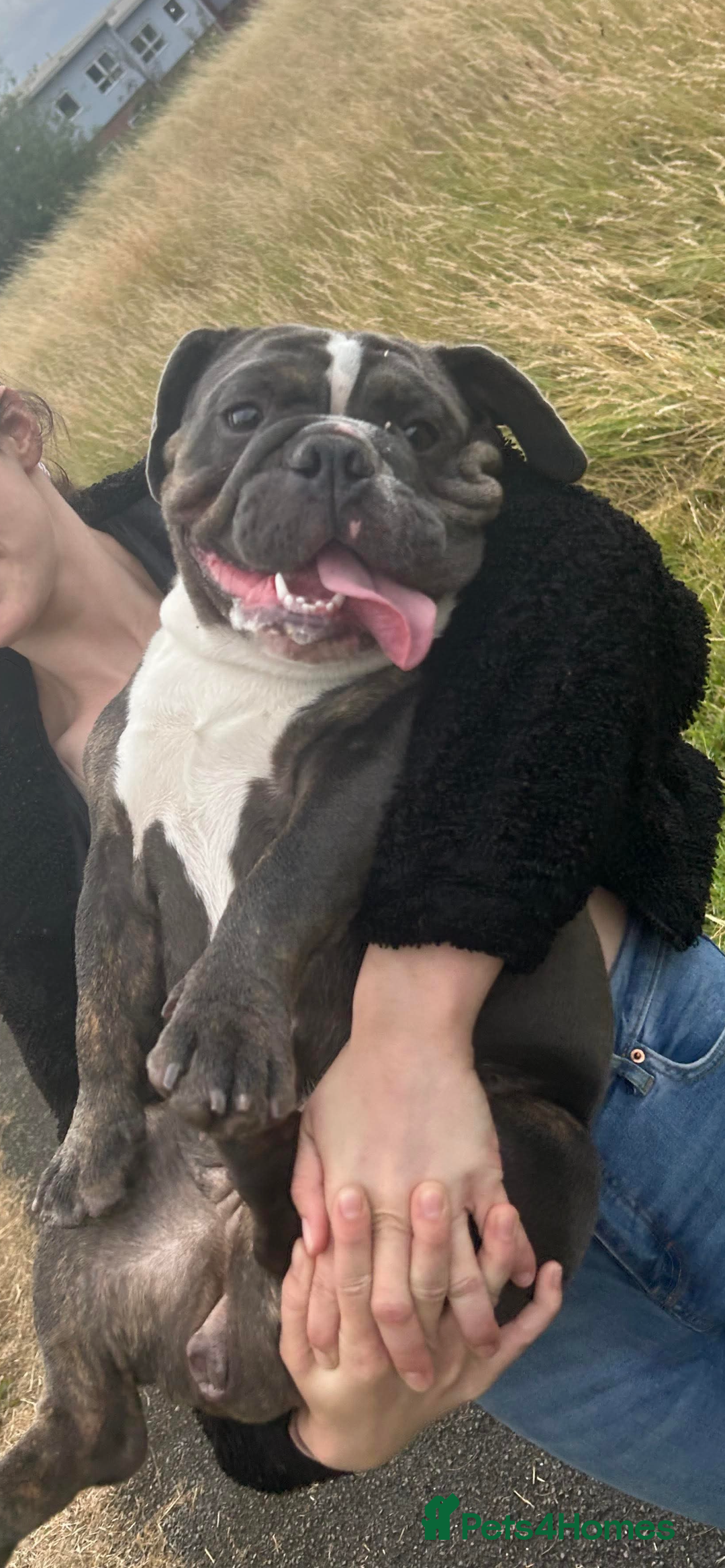 English Bulldog dogs for sale: freelance bulldog  - Image 2