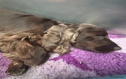 Cocker Spaniel dogs for sale: Last show boy remaining  - Image 12