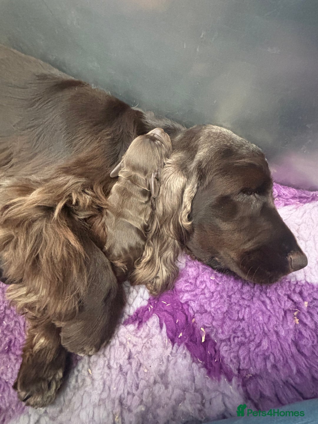 Cocker Spaniel dogs for sale: Last show boy remaining  - Image 12