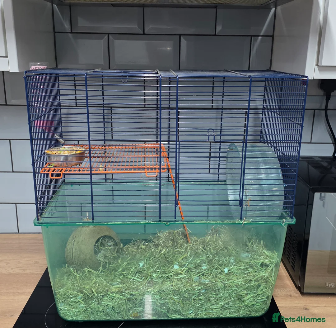 Gerbil rodents for sale: Gerbil and cage, full setup - Advert 3