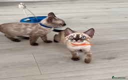 Bengal cats for sale: Stunning full pedigree bengal kittens  - Image 9