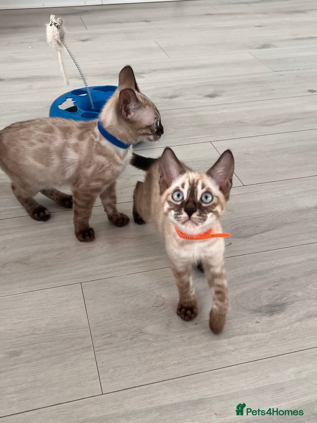 Bengal cats for sale: Stunning full pedigree bengal kittens  - Image 9