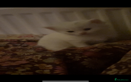 British Shorthair cats for sale: mixed british short hair kitten  - Image 2