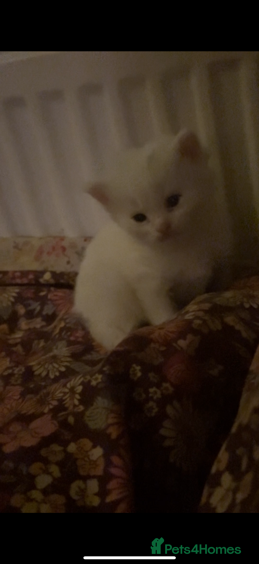 British Shorthair cats for sale: mixed british short hair kitten  - Image 2