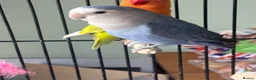 Lovebirds birds for sale: Blue lovebird  in Colwyn Bay - Advert 2