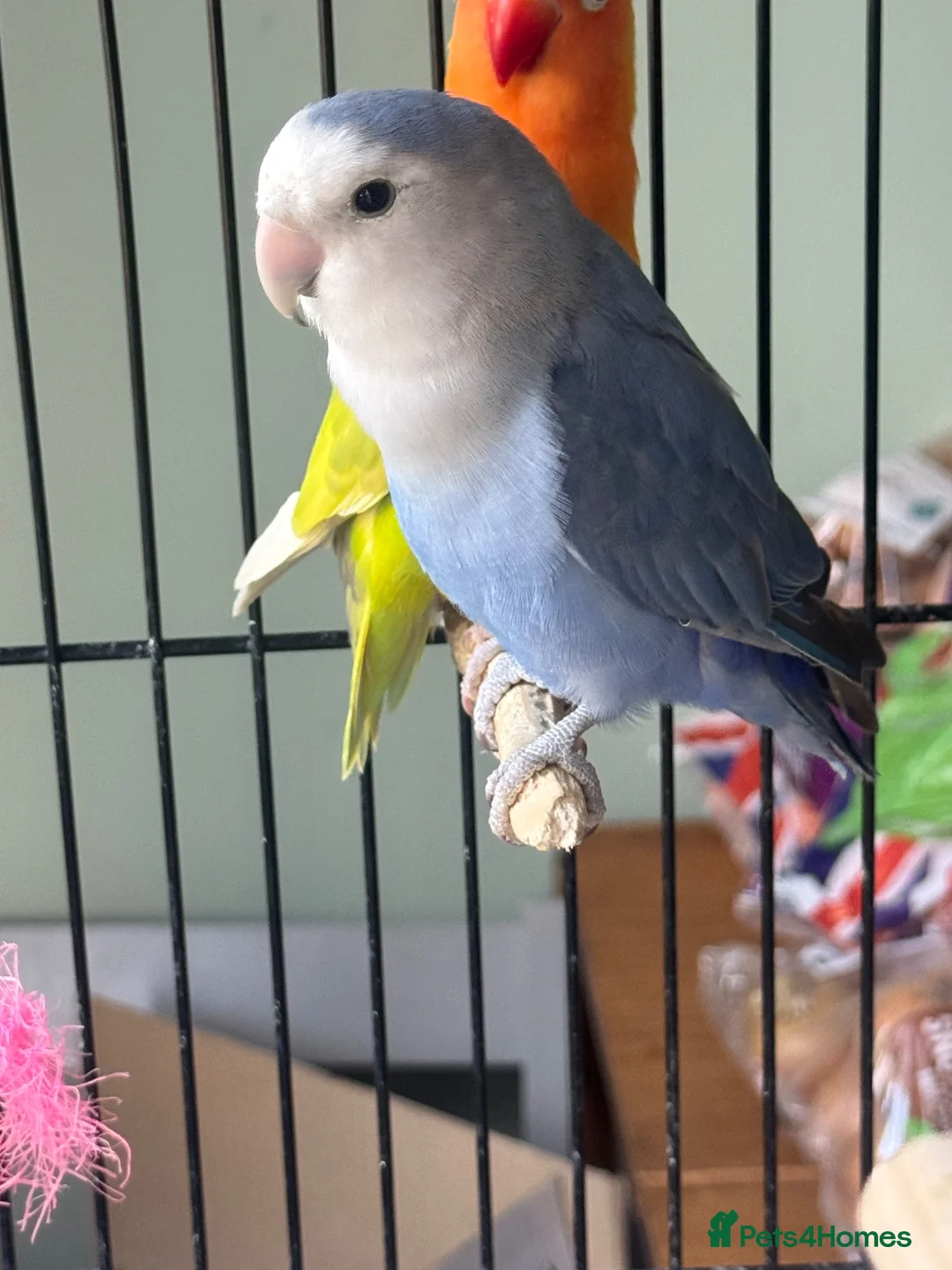 Lovebirds birds for sale: Blue lovebird  in Colwyn Bay - Advert 2