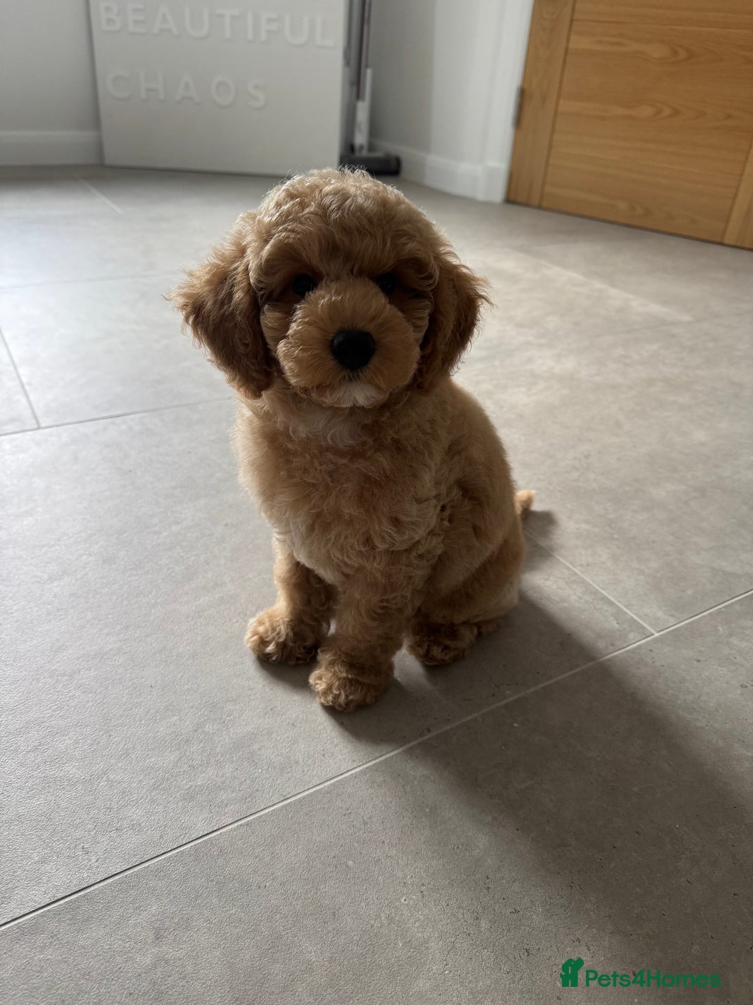 Poochon dogs for sale: POOCHON FOR SALE - Image 4