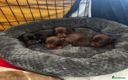 Miniature Dachshund dogs for sale: Miniature Dachshunds  - Image 5