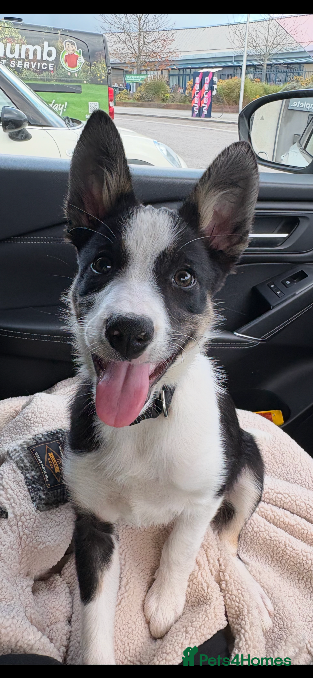 Mixed Breed dogs for sale: Smooth collie puppy - Advert 3