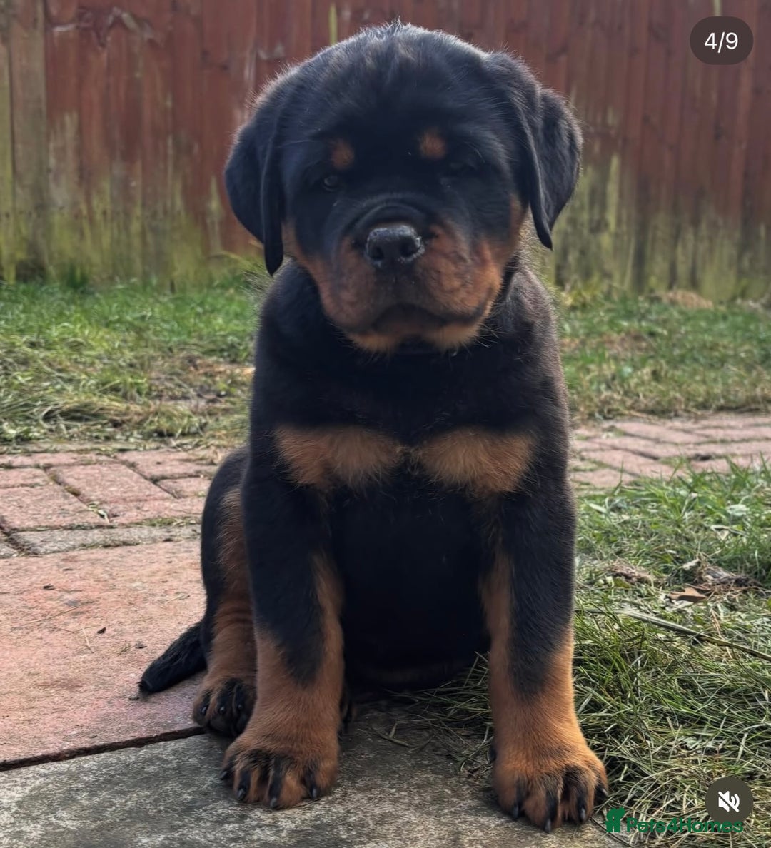 Rottweiler dogs for stud: ABSOLUTELY BEAUTIFUL KC Health Tested *FOR STUD* in Mansfield - Advert 27