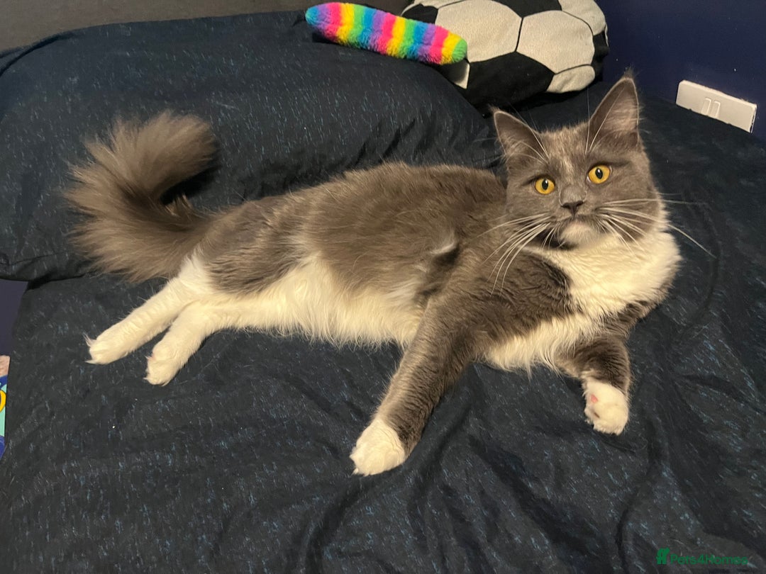 Maine Coon cats for sale: Maine coon male - Advert 3