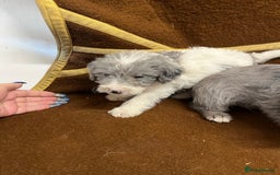 Jackapoo dogs for sale: Beautiful Jackapoo Puppies, READY NOW - Image 9