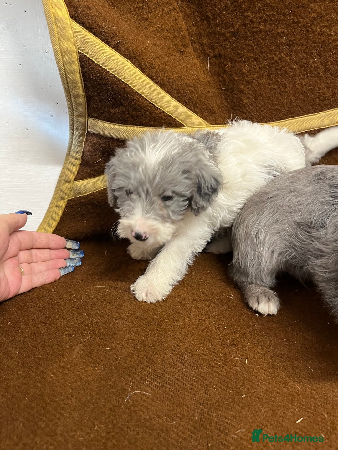 Jackapoo dogs for sale: Beautiful Jackapoo Puppies, READY NOW - Image 9