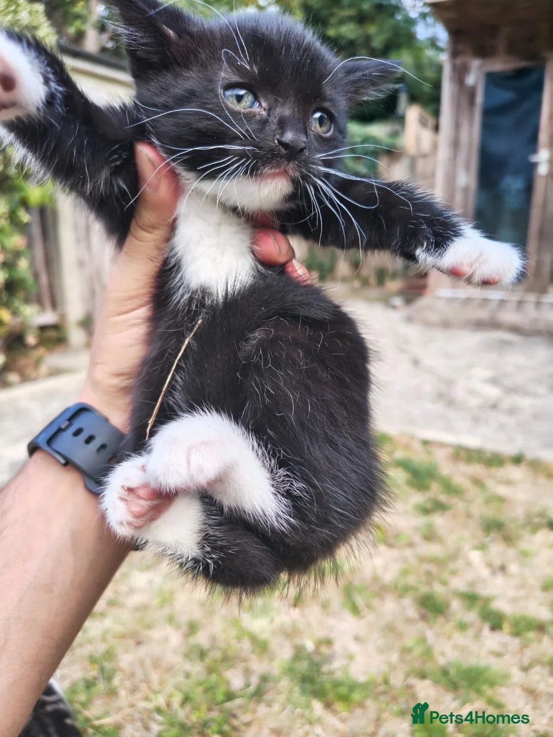 Mixed Breed cats for sale: Kittens for sale  in London - Advert 4