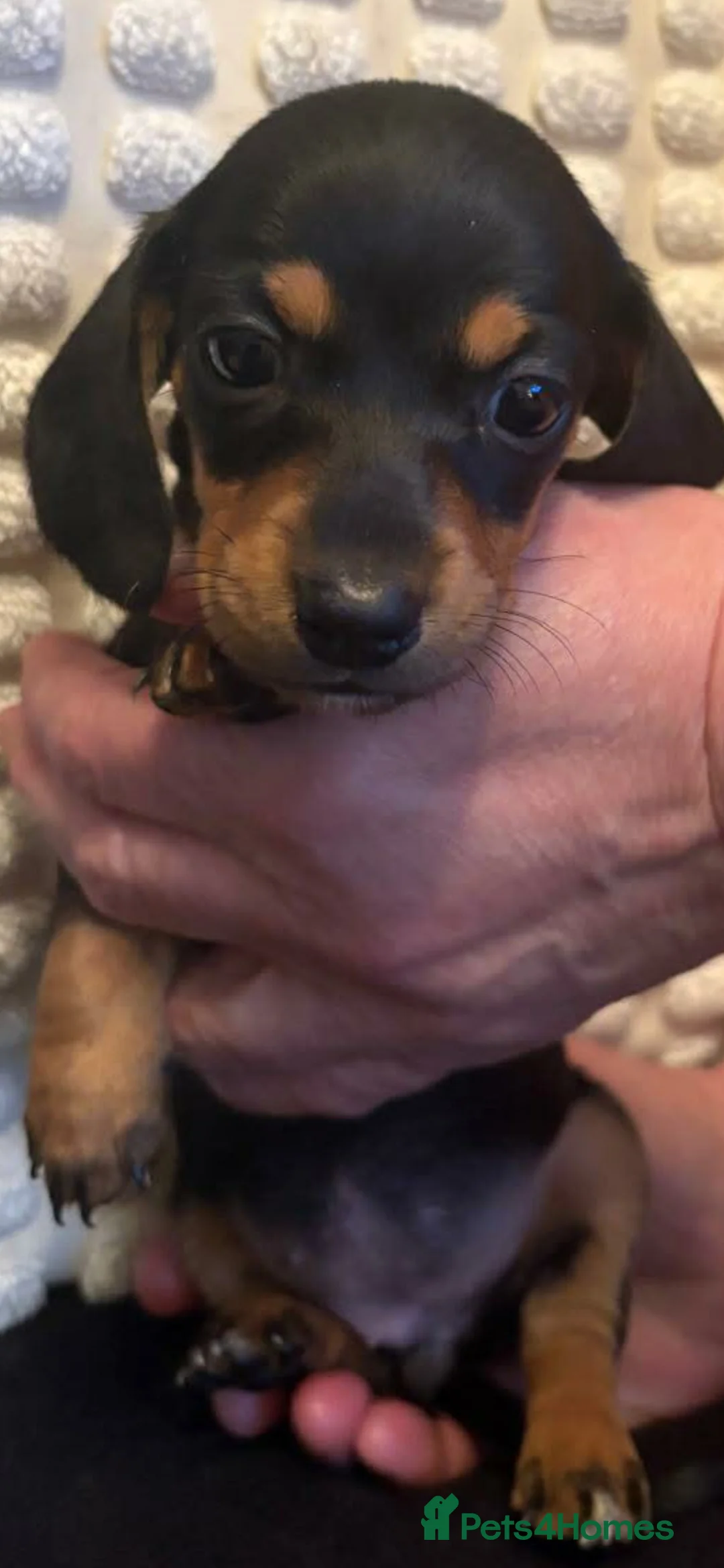 Miniature Dachshund dogs for sale: Looking for forever home  in Wednesbury - Advert 5