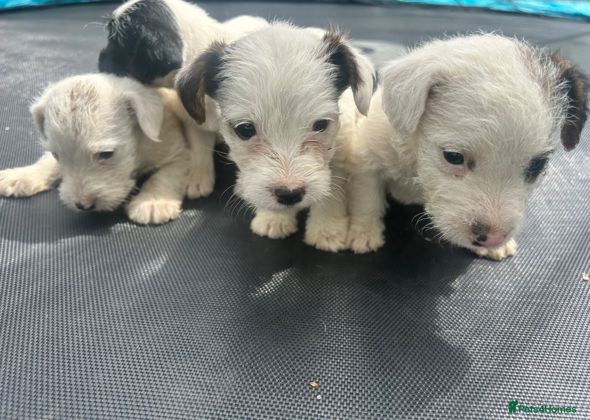 Jack Russell dogs 4 Jack Russel puppy s - Advert 3