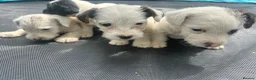 Jack Russell dogs for sale: 4 Jack Russel puppy s in Exeter - Advert 1
