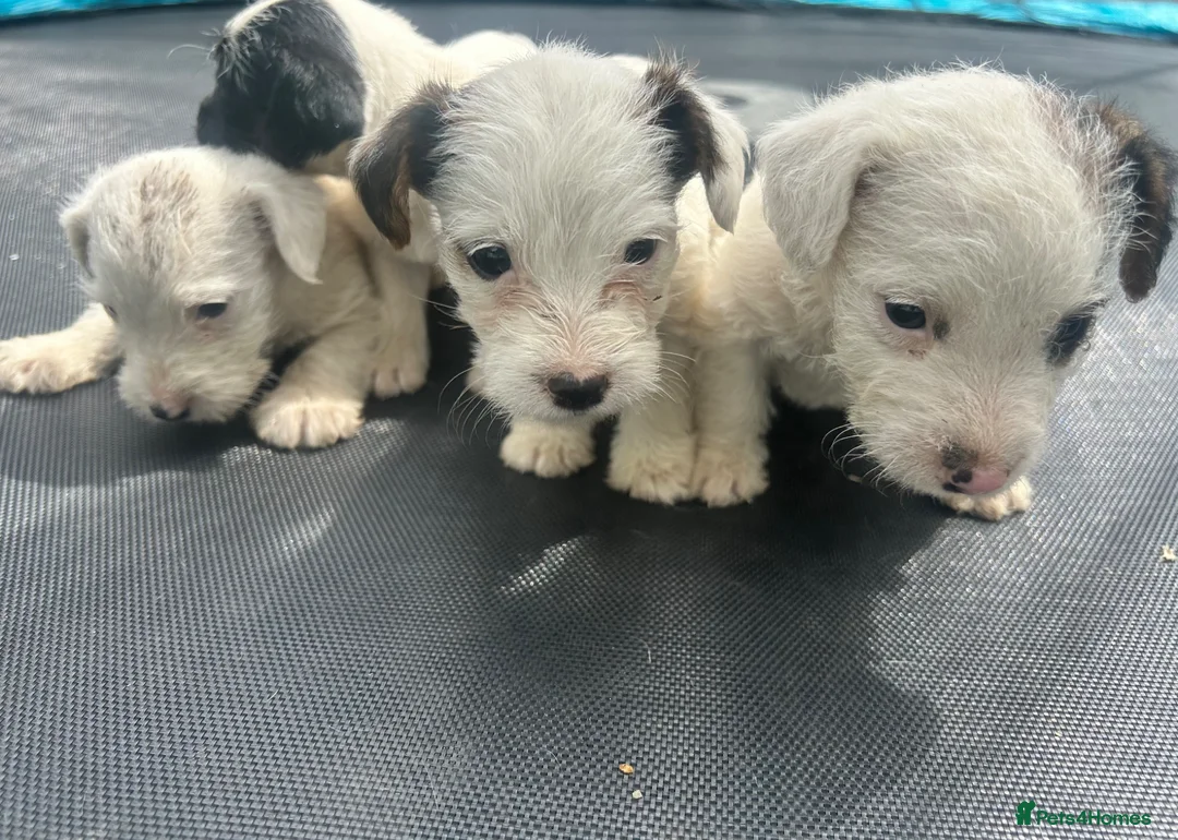 Jack Russell dogs for sale: 4 Jack Russel puppy s in Exeter - Advert 1