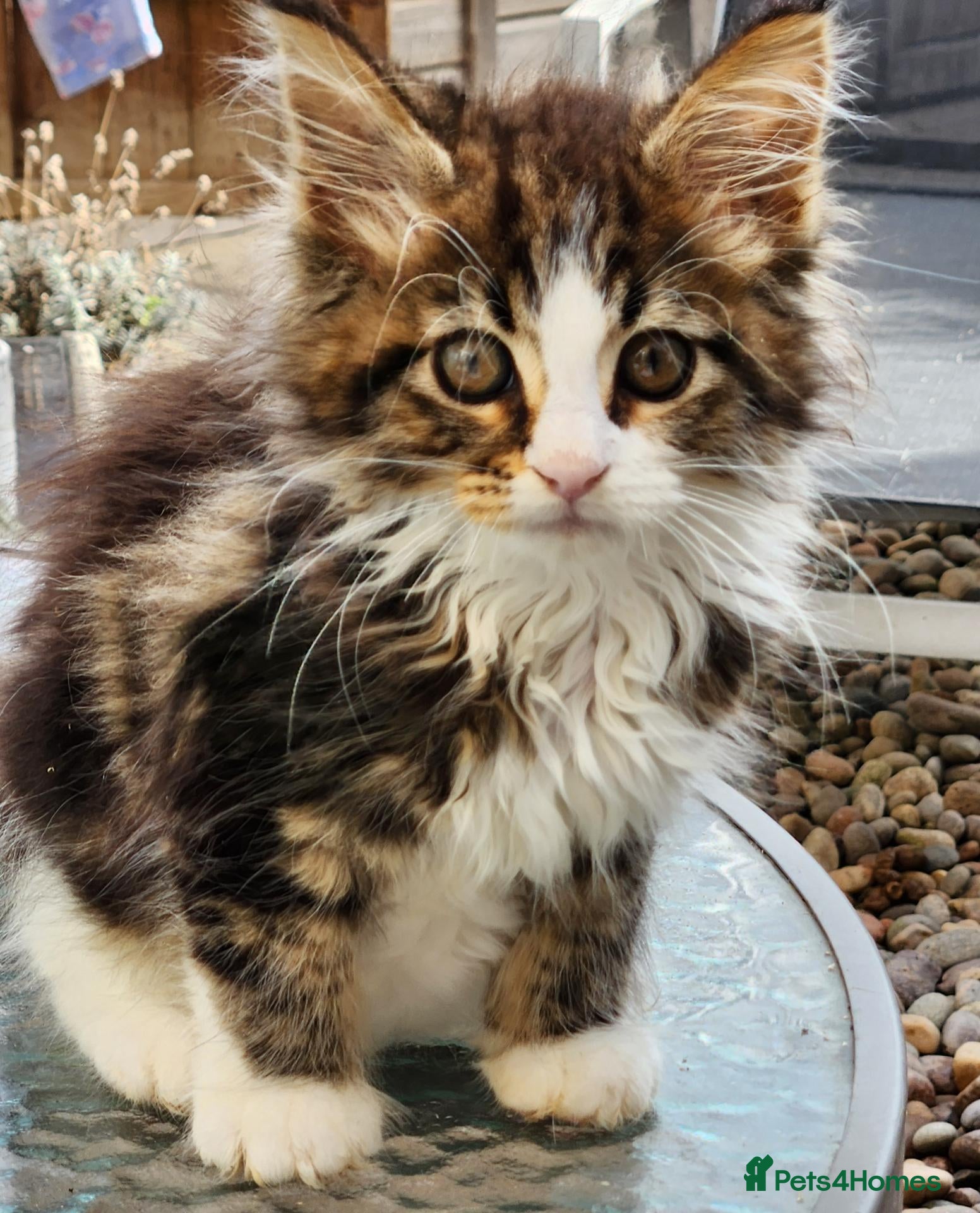 Maine Coon cats Maine Coon ginger Ready Now!! Absolutely gorgeous! - Advert 18