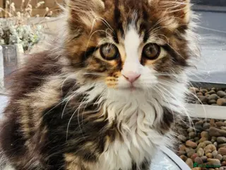 Maine Coon cats Maine Coon ginger Ready Now!! Absolutely gorgeous! - Advert 18