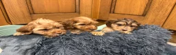 Cockapoo dogs for sale: Cockapoo Puppies – Boys and Girls Available - Advert 8