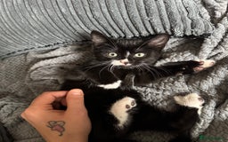 British Shorthair cats for sale: 2 babies ready to leave now  - Image 2