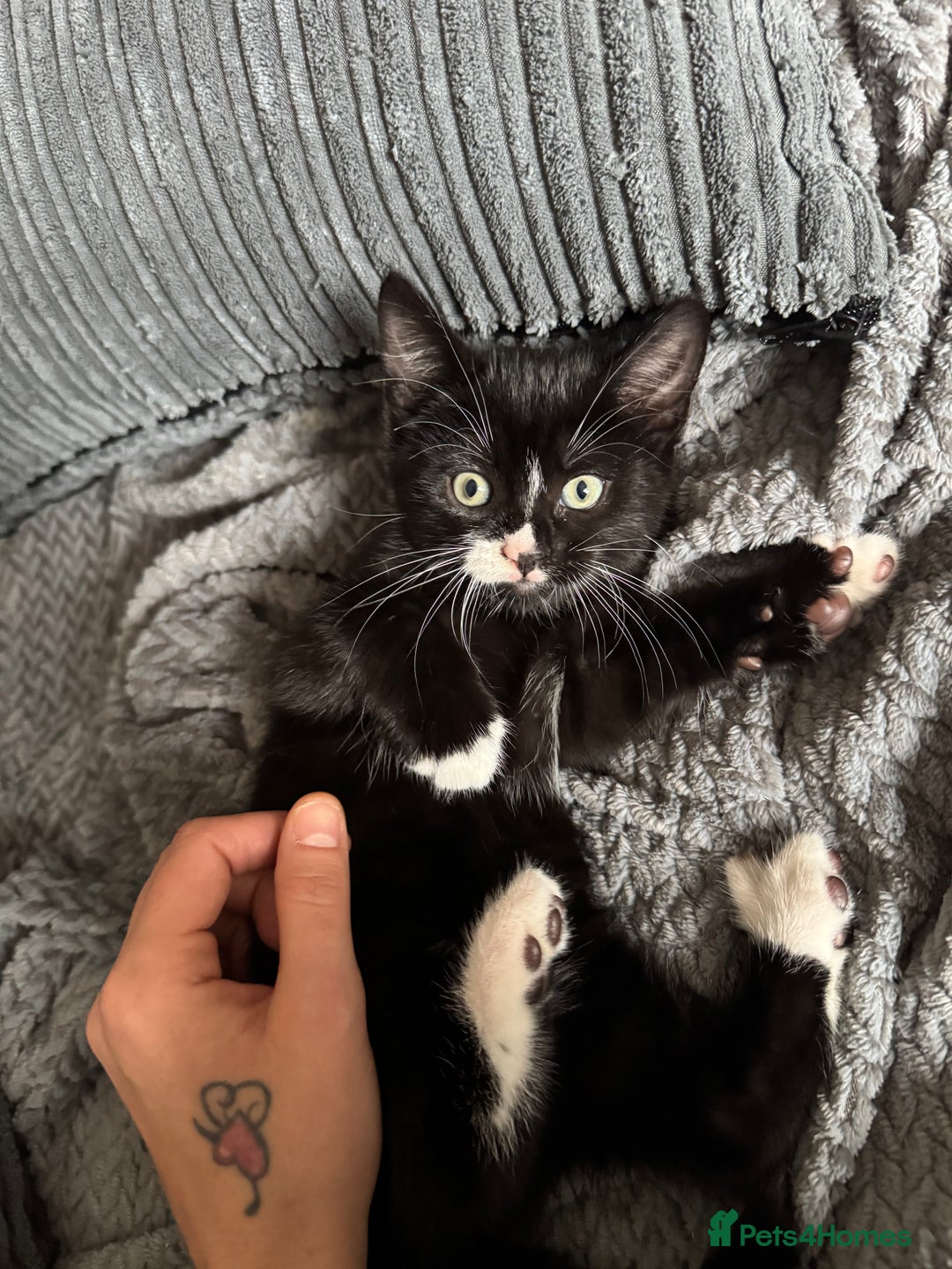 British Shorthair cats for sale: 2 babies ready to leave now  - Image 2