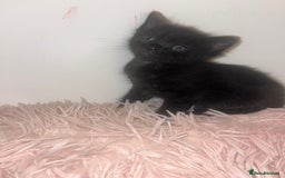 British Shorthair cats for sale: Siamese/BSH kittens - Image 2