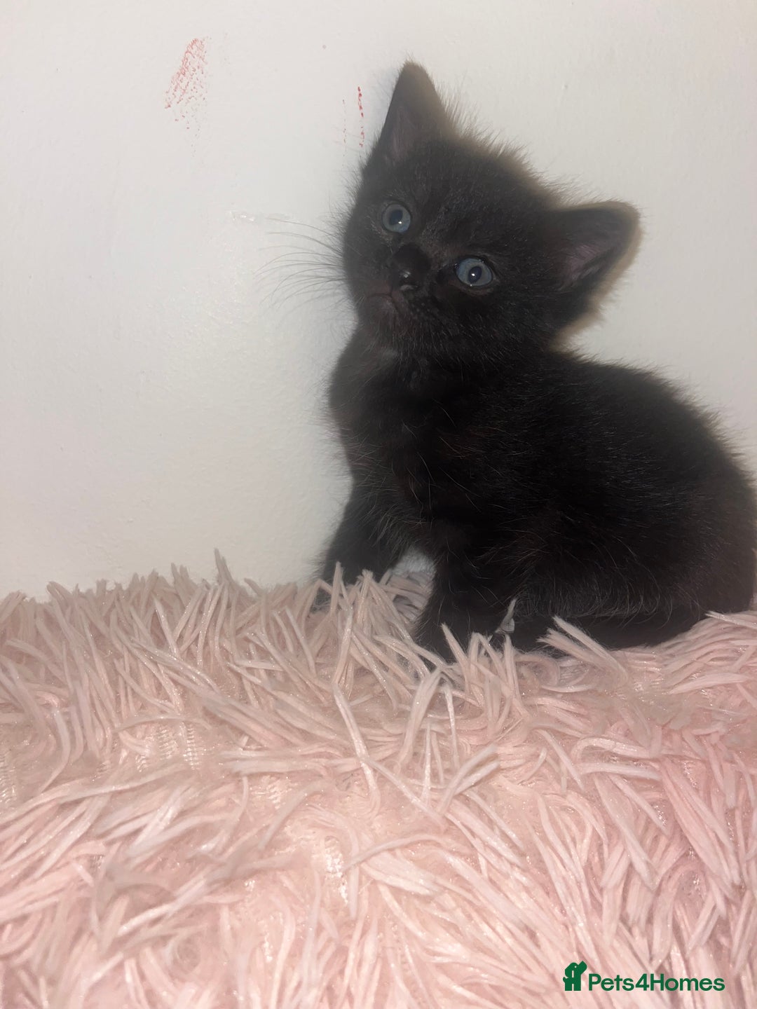 British Shorthair cats for sale: Siamese/BSH kittens - Image 2