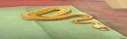 Python Snake reptiles for sale: Ball pythons  in Tredegar - Advert 4