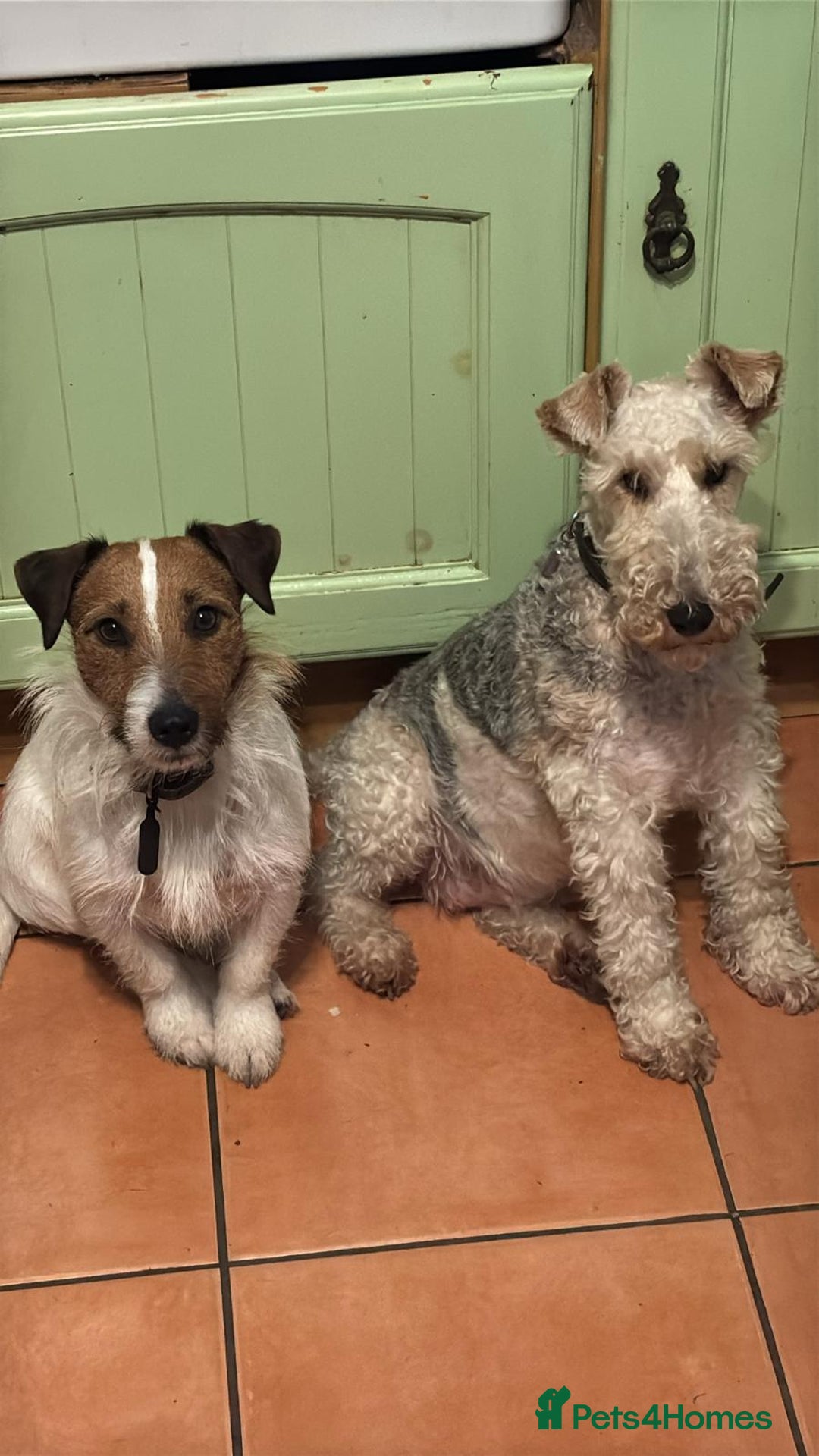 Mixed Breed dogs for sale: Jack Russell x Fox Terrier puppies - Advert 2