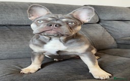 French Bulldog dogs for sale: KC registered French Bulldog puppies 4 WEEKs! - Image 15